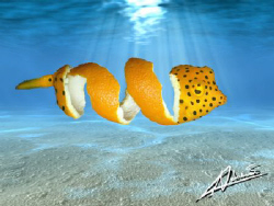 rare "peeled" box fish... the hard part was to find a dec... by Adriano Trapani 